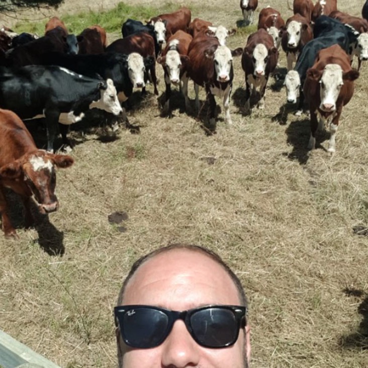 Cows